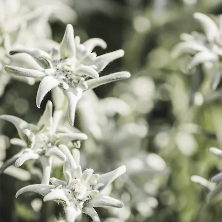 Alpenhof Kristall Hotel