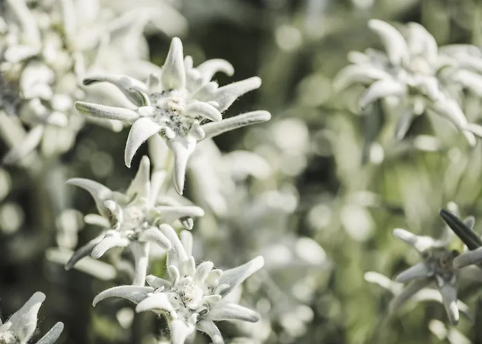 Alpenhof Kristall Hotel